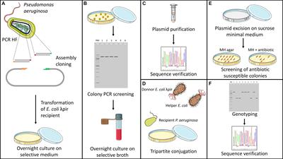 Targeted Genome Reduction of Pseudomonas aeruginosa Strain PAO1 Led to the Development of Hypovirulent and Hypersusceptible rDNA Hosts